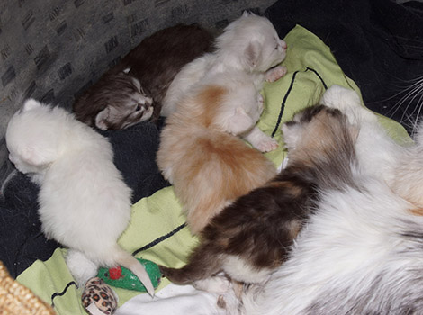 U2-Kitten am 3.4.2015
